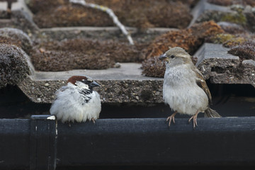 House sparrow, Passer domesticus