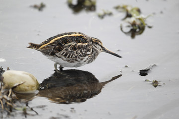 Jack snipe, Lymnocryptes minimus