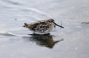 Jack snipe, Lymnocryptes minimus