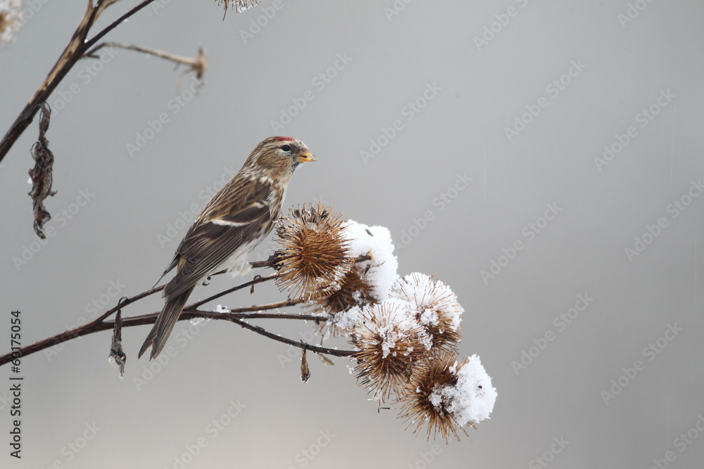 Poster Lesser redpoll, Carduelis cabaret