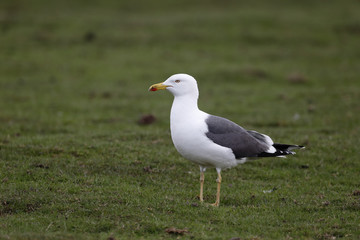 Obraz premium Lesser black-backed gull, Larus fuscus