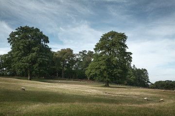 Picturesque view of countryside, Cotswold, England