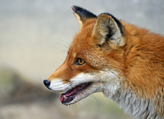 Fox portrait in natural habitat