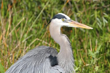 Great Blue Heron (Ardea Herodias)