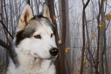 Siberian Husky in the autumn forest