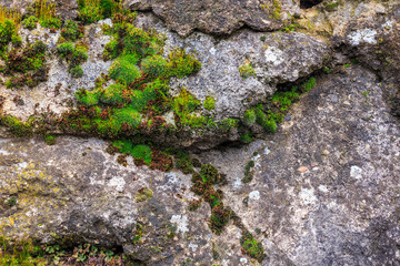 wall of stones with moss