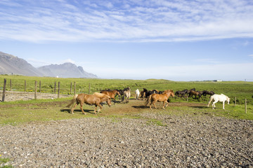 funny horses in the fields of Iceland