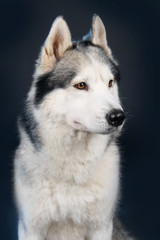 Siberian Husky
