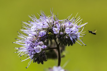 close up of a purple flower with flying insect