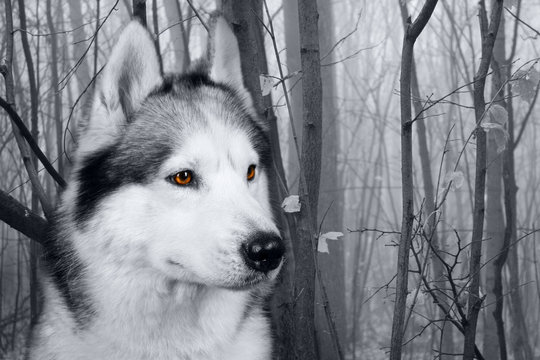 wolf in the woods