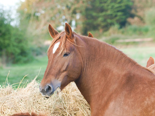 Obraz premium Horses Eating Hay