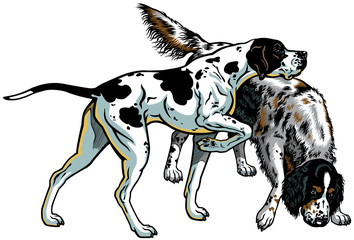 english pointer and setter
