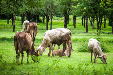 Cows near Sukhothai Historical Park, Thailand