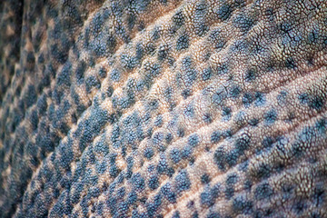 Detail of an elephant's trunk, Thailand