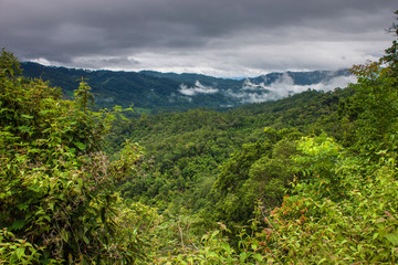 Fototapeta na wymiar Jungle in northern Thailand