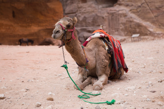 Camel rests near the Al Khazneh in Petra, Jordan