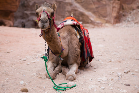 Bedouin camel in Petra