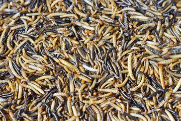 mealworm farming / Tenebrio molitor L.