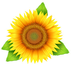 Flower of sunflower with leaves, isolated on white, vector