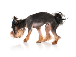 Yorkshire terrier