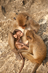 Monkey family in happiness .