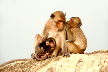 Monkey family in happiness .