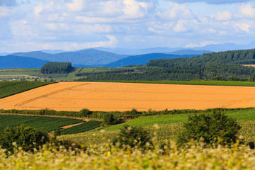 Speace Field and Forest with blue sky.