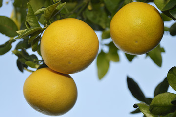 reife Grapefruit am Baum