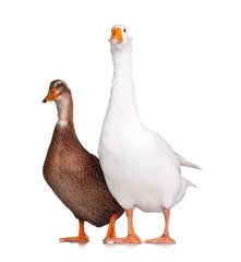 Duck and goose