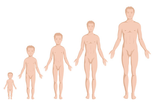 body growing stages, human body anatomy, age stadium