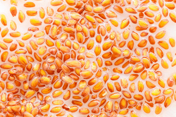 Closeup cress seeds planted to grow on wet cotton as background