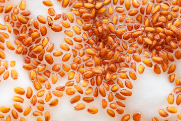 Closeup cress seeds planted to grow on wet cotton as background