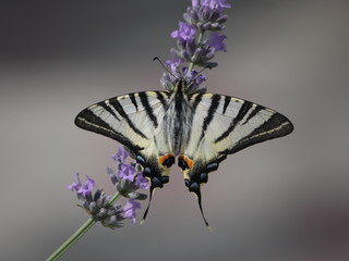 Бабочка подалирий на цветке лаванды