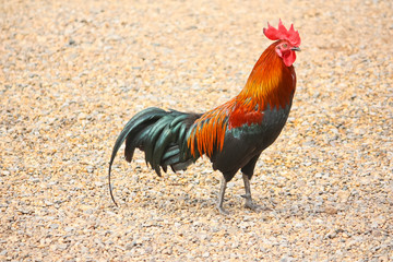Red jungle fowl