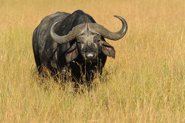 Masai Mara Water Buffalo