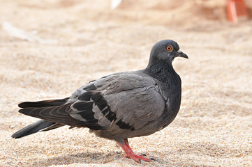 Pigeon bird standing on the ground