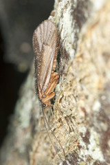 Caddisfly on wood, macro photo