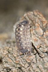 Woodlouse on wood, extreme close-up