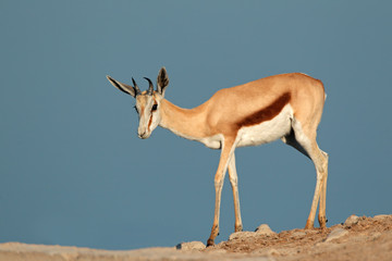 Springbok antelope, Etosha National Park