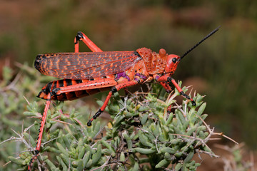 Pyrgomorphid grasshopper