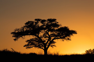 Fototapeta na wymiar Sunset with silhouetted tree, Kalahari desert