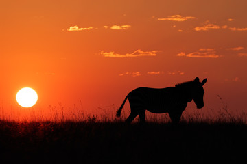 Cape Mountain Zebra silhouetted against a red sunrise
