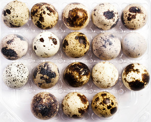 Obraz premium Many small quail eggs in a plastic box, isolated on white backgr