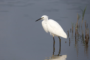 Little egret, Egretta garzetta