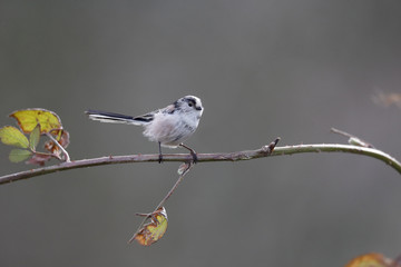 Long-tailed tit, Aegithalos caudatus