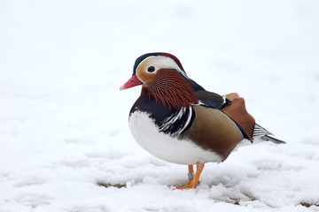 Mandarin duck, Aix galericulata