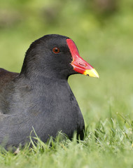 Moorhen, Gallinula chloropus