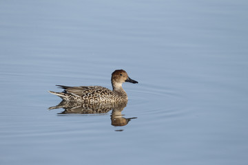 Northern pintail, Anas acuta