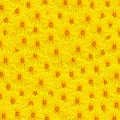 Dandelion carpet