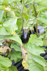 Organic eggplant growing on bush with selective focus
